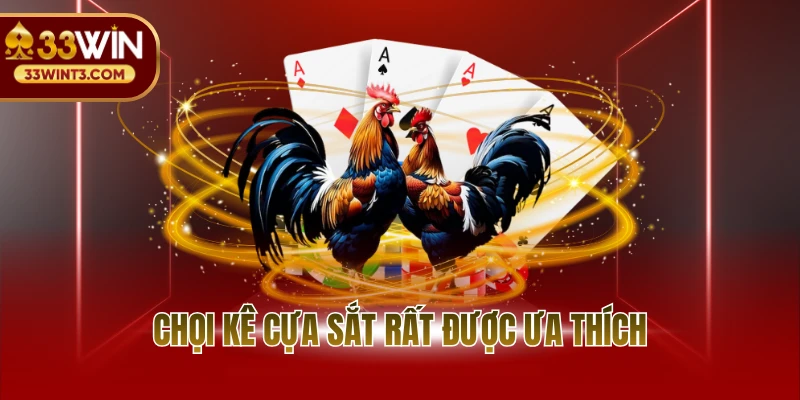 Chọi kê cựa sắt rất được ưa thích