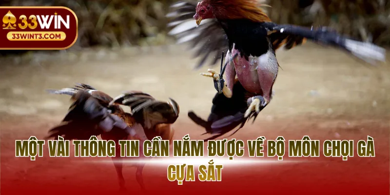 Một vài thông tin cần nắm được về bộ môn chọi gà cựa sắt